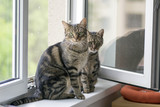 Fototapeta Koty - Two funny cute marble striped tabby cats sitting on the windowsill in the window