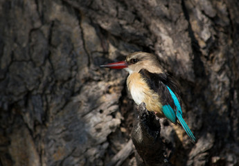 Wall Mural - Brown Hooded Kingfisher 2