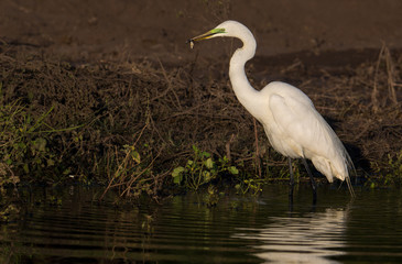 Wall Mural - Great Egret