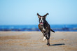 happy boxer dog running on the beach