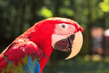Close Up. Macaw Parrot Looking At The Camera
