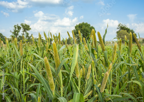 natural pearl millet field the crop is know as bajra or bajri agriculture buy this stock photo and explore similar images at adobe stock adobe stock natural pearl millet field the crop is