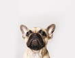 © Angela and Ithyle - A portrait of a French bulldog puppy on a white or grey background