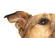 A Close Up Of A Brown Dog's Eye And Ear On A White Background