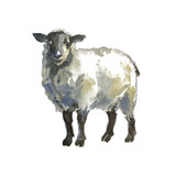 Fototapeta Młodzieżowe - The sheep portrait
