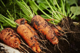 vegetable