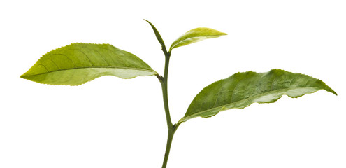 fresh tea leaf isoolated on white