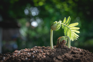 close-up young plant growing in the soil concept save nature or agriculture on soft green tree background.