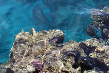 Wall Mural - Coral in the red sea.