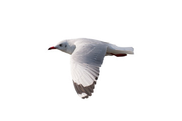 Wall Mural - Seagull flying isolated on white background - clipping paths