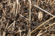 Ameisenstaat, Ameisenbau, Waldameisen