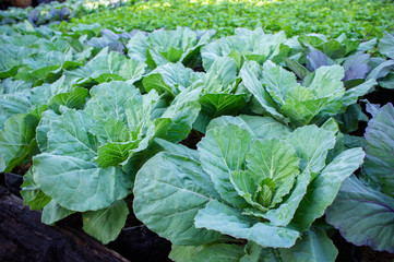 vegetables in the garden , organic vegetables growth