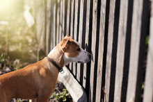 A Dog Peeks Through A Fence