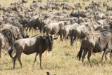 Fototapeta Sawanna - Wildebeest in Masai Mara