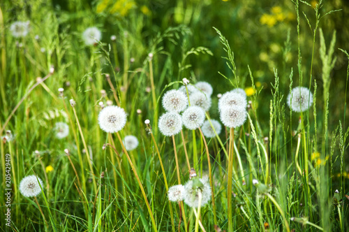 Plakat Wiosen dandelions w zielonej trawie
