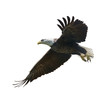 american bald eagle painting