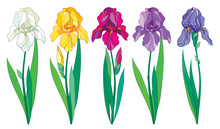 Vector Set With Outline Purple, Lilac, Yellow And Pastel White Iris Flower, Bud And Leaves Isolated On White Background. Ornate Irises For Spring Or Summer Design In Contour Style.