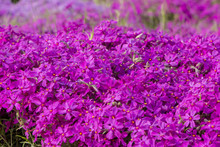 Purple Creeping Phlox, On The Flowerbed. The Ground Cover Is Used In Landscaping When Creating Alpine Slides And Rockeries