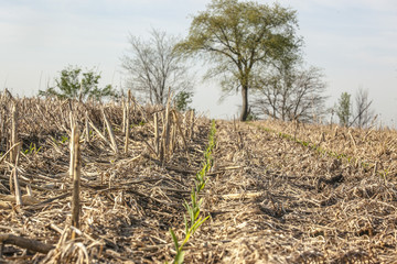 Wall Mural - Two rows of corn sprouting in a no-till field with trees in the background and one row centered in the photograph.