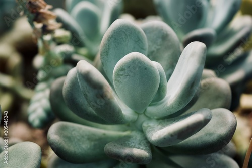 Stampe mexican typical plant summer pattern, green cactus, aloe, succulent