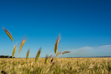 Horizontal View of some Hears of Wheat on Wheat Field and Blue Sky Background