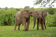 Kenyan elephants