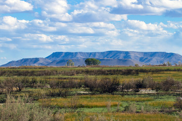 Poster - This scrubby wetland is part of Alamosa National Wildlife Refuge in southern Colorado