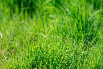 fresh bright green grass lawn lit by the sinlight