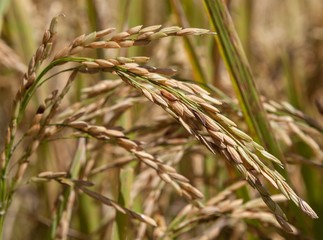 Yellow ripe rice spike in rice field in north Thailand. Version 2.