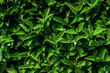 Fresh green leaves natural texture or background