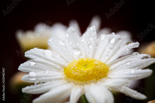 Zdjęcie XXL Kwiat głowy Margerite z bliska po deszczu