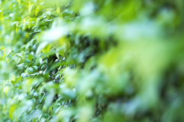 Wall Mural - Closeup image of green leaves background