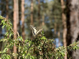 Fototapeta  - Piękny motyl Paź królowej(Papilio machaon) na gałązkach jałowca w sosnowych borach