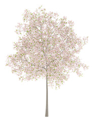 Wall Mural - flowering cherry tree isolated on white background