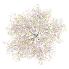 Wall Mural - top view of flowering cherry tree isolated on white background