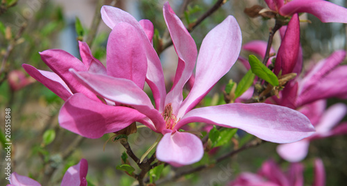 Plakat Magnolia w wiosna ogródu makro- strzale.
