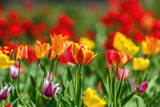 Fototapeta Tulipany - Colorful Tulips Flowers Blooming in a Park close up.