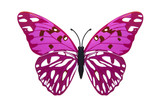 Beautiful pink butterfly