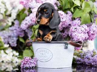 portrait of a beautiful puppy breed of dachshund