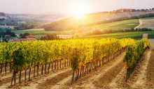 Vineyard Landscape In Tuscany, Italy.