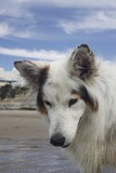 Fototapeta Konie - beach dog