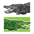 American alligator. Florida gators.
Monochrome vector graphic illustration of reptile - drawn graphic art in the engraving style, design element for logo or template.