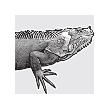 Realistic Portrait Of Iguana - Vector Graphic Illustration.
Black And White Image Of Large Herbivorous Lizard In Engraving Style Isolated On White Background, Design Element For Logo Or Template.