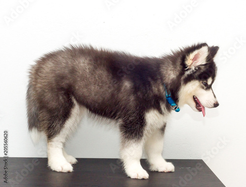 wooly husky puppy