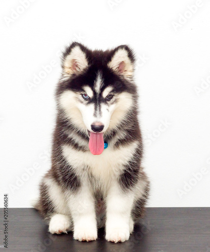 Wooly coat siberian husky puppies for sale Clearance
