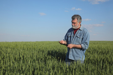 Wall Mural - Farmer or agronomist inspecting quality of wheat in early spring using tablet, agriculture