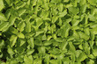 Melissa herbal background: green fresh sprigs of mint (lemon balm) in the garden on the bush, top view