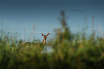 Wall Mural - beautiful deer or doe in sunrise light on meadow, hunting theme, and wildlife scene, capreolus 