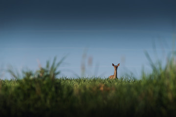 Wall Mural - beautiful deer or doe in sunrise light on meadow, hunting theme, and wildlife scene, capreolus 