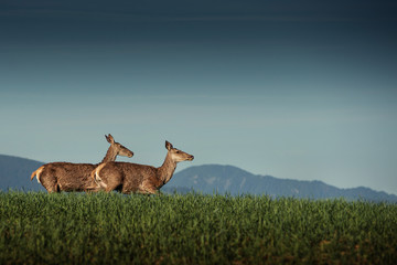 Wall Mural - beautiful deer or doe in sunrise light on meadow, hunting theme, and wildlife scene, capreolus 